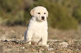 LABRADOR 677